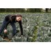  RED CABBAGE HALF (MEDIUM)  LEVIN Grown 